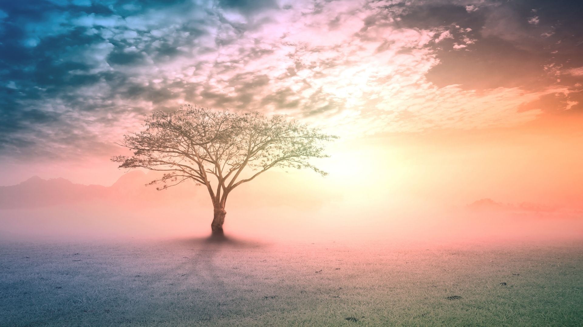 A tree in a soft, misty landscape